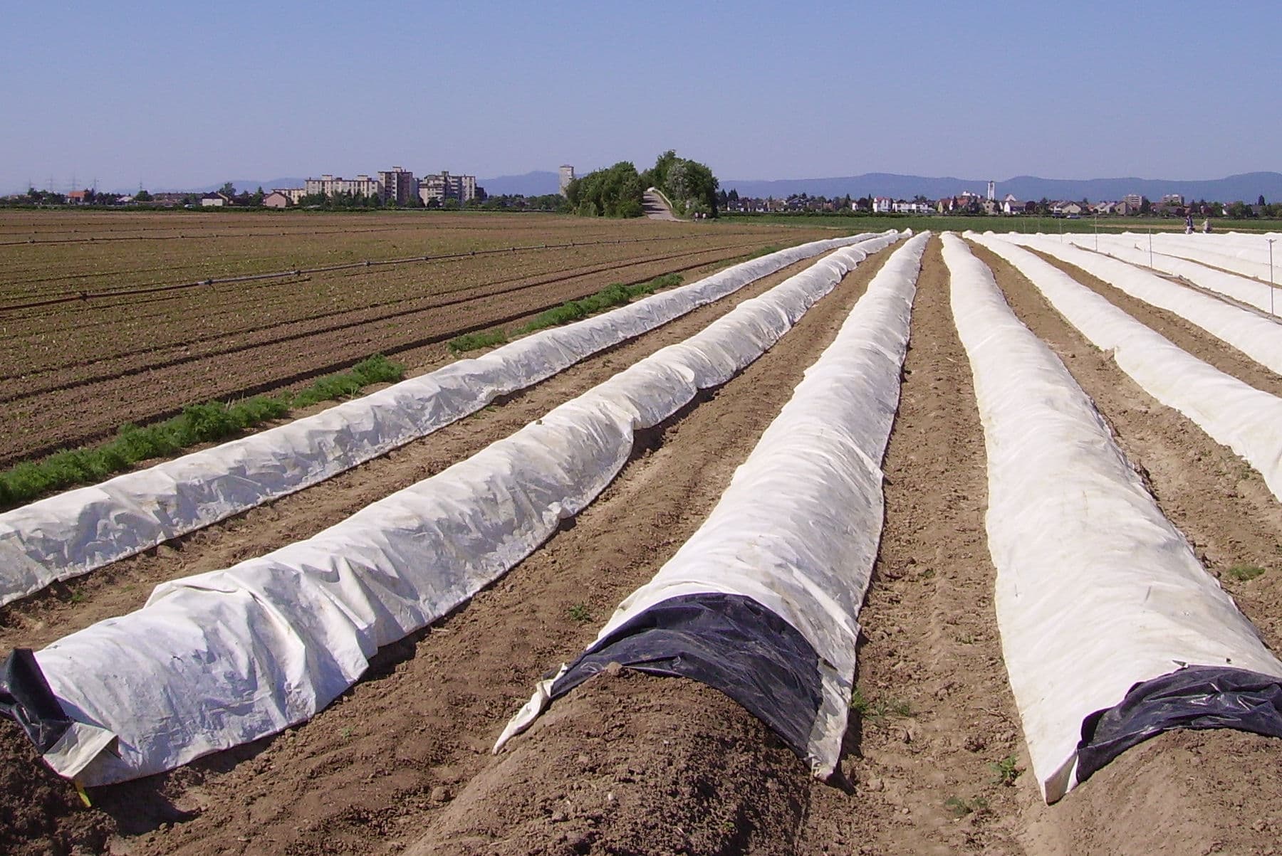 Сельское хозяйство